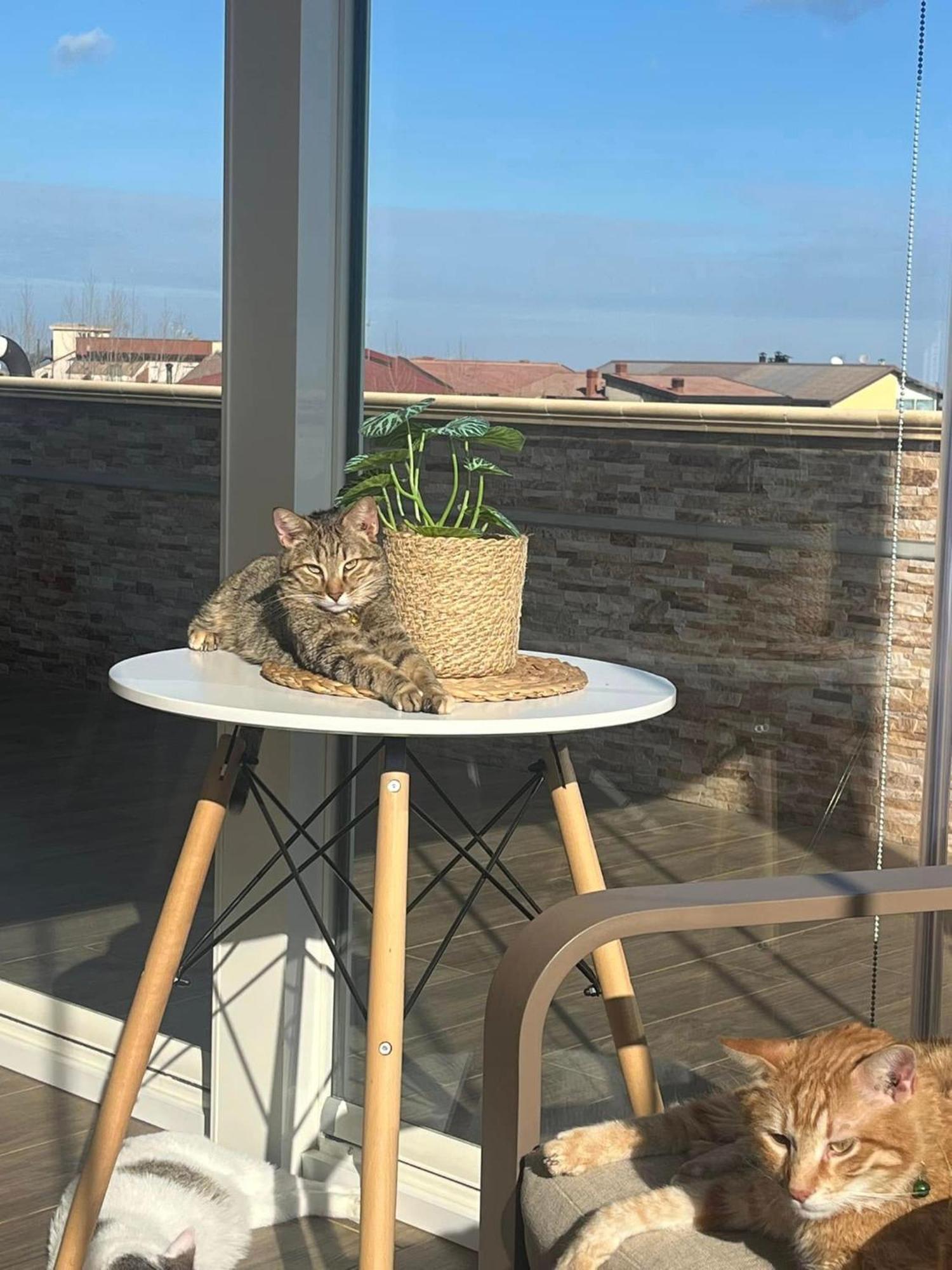B&B La Terrazza Polifrone Cotronei Bagian luar foto